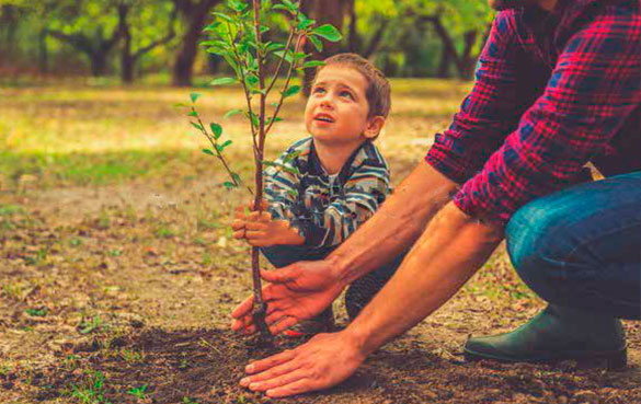 arbol